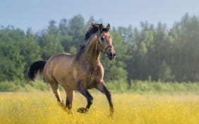 Comment prendre soin de son cheval avec les huiles essentielles ?