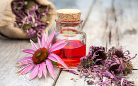 Echinacea : origines, bienfaits et conseils d'utilisation