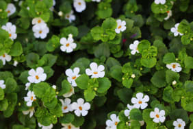 Le Bacopa (Bacopa monnieri) : bienfaits, origines et conseils