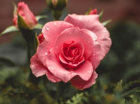 Hydrolat de rose : guide complet pour une beauté naturelle 
