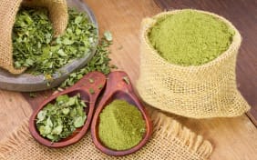 Quelles sont les vertus du Moringa oleifera sous ses différentes formes ?