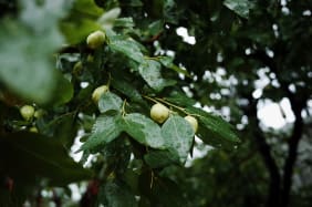 Le Jujubier (Ziziphus jujuba) : ses bienfaits et nos conseils pour le consommer