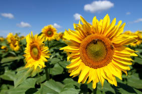 Les bienfaits et nos conseils d'utilisation de l'huile de Tournesol