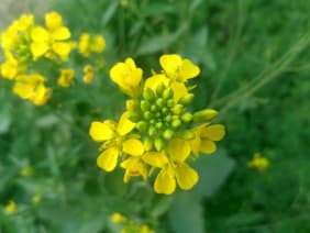 La Moutarde (Sinapis) : origines et bienfaits pour la santé