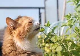 La Cataire (Nepeta cataria) : origines, bienfaits et conseils pratiques