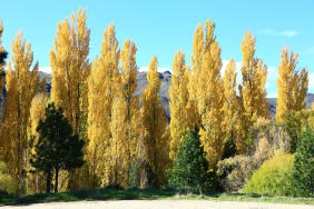 Le Peuplier : les bienfaits de ses bourgeons