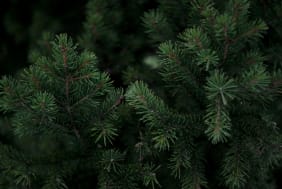 Le Pin (Pinus sylvestris) : origines, vertus et bienfaits pour la santé