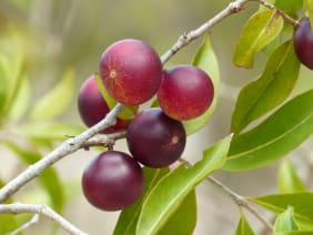 Tout savoir sur le Camucamu