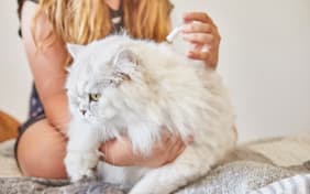 Teigne du chat : quel traitement naturel ?