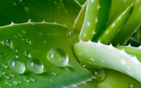 Aloe Vera pour soulager l’eczéma : zoom sur cette solution naturelle