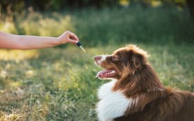 Prendre soin de son animal avec les produits Aroma-Zone