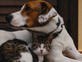 Animaux de compagnie : comment bien prendre soin de nos chiens et chats avec des produits naturels ?
