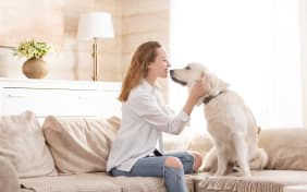 Odeur de chien à la maison : Comment s'en débarrasser ?