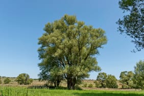 Le Saule Blanc (Salix alba) : bienfaits et conseils d'utilisation