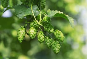 Le Houblon (Humulus lupulus) : origines, bienfaits et conseils