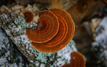 Chaga (Inonotus obliquus) : qu'est-ce que c'est ?