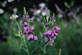 Le Polygala : tout savoir sur ses bienfaits