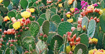 Opuntia ficus indica : découvrez ses bienfaits et utilisations