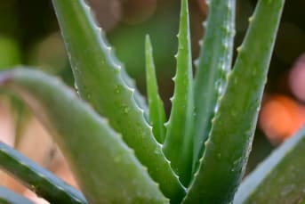 Eczéma : l'aloe vera peut-il vraiment soulager les symptômes ?