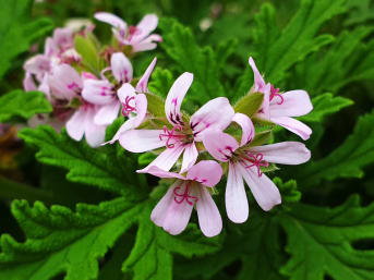 Pelargonium graveolens : bienfaits et utilisations