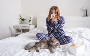 Allergie aux poils de chat : causes et symptômes