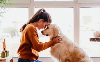 Quel anti-puce naturel pour les chiens ?