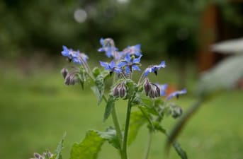 La Bourrache (borago officinalis) : bienfaits et conseils d'utilisation