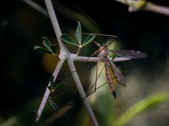 Éloigner les insectes et moustiques sans produit chimique, c'est possible !