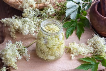 La Reine des Prés (Filipendula ulmaria) : bienfaits, propriétés et préparation