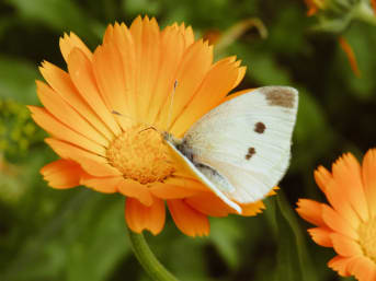 Soins du visage au calendula : Les bienfaits apaisants de cette plante pour la peau