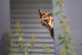 Éloigner les chats de sa maison : techniques et astuces naturelles