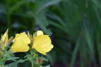 L’Onagre (Oenothera biennis) : bienfaits, propriétés et préparation