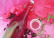 Sirop-Hibiscus Verveine-web.webp