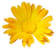 Fiori di Calendula BIO