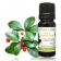 Olio essenziale di Gaultheria procumbens (Wintergreen)