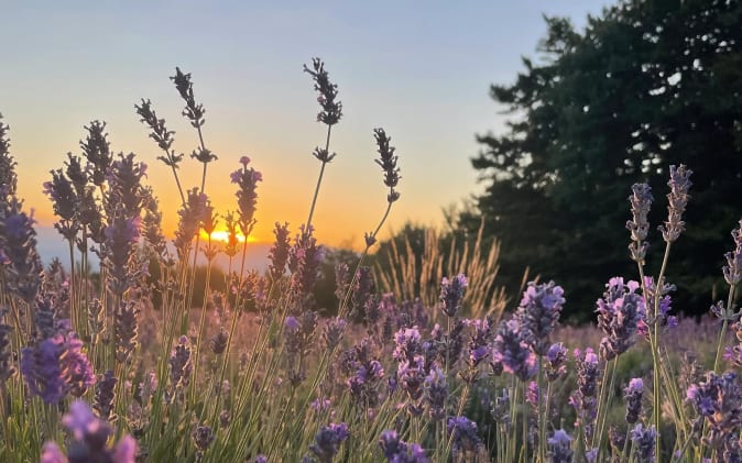 Immagine lavanda