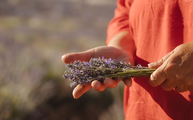 Lavanda 3