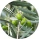 BouleIngredient_HuileOlivePlante