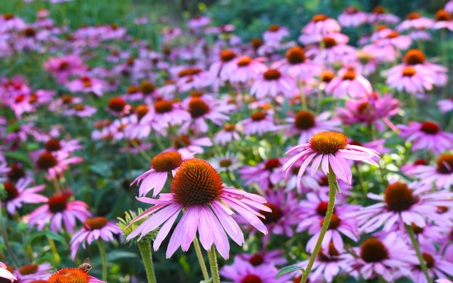Echinacea purpurea bienfaits et utilisations AromaZone
