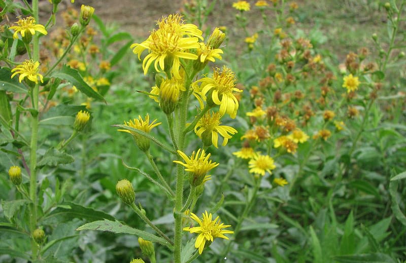 composition Inula viscosa