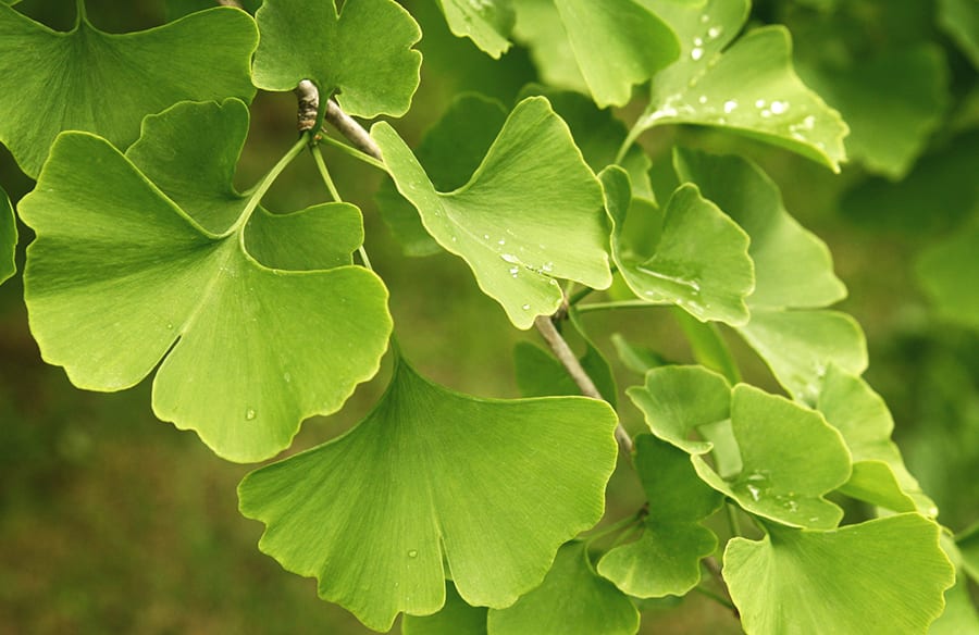 composition ginkgo 1 900x584