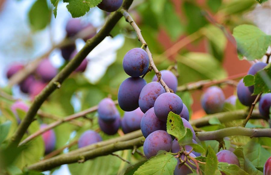 composition prune 1 900x584