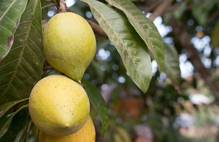 composition lucuma 1 900x584