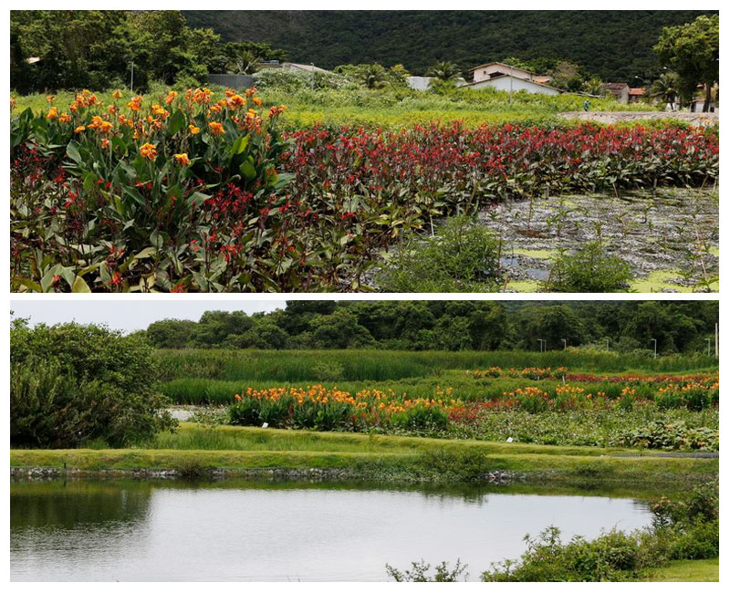 Inovação ambiental dos Jardins Filtrantes Phytorestore