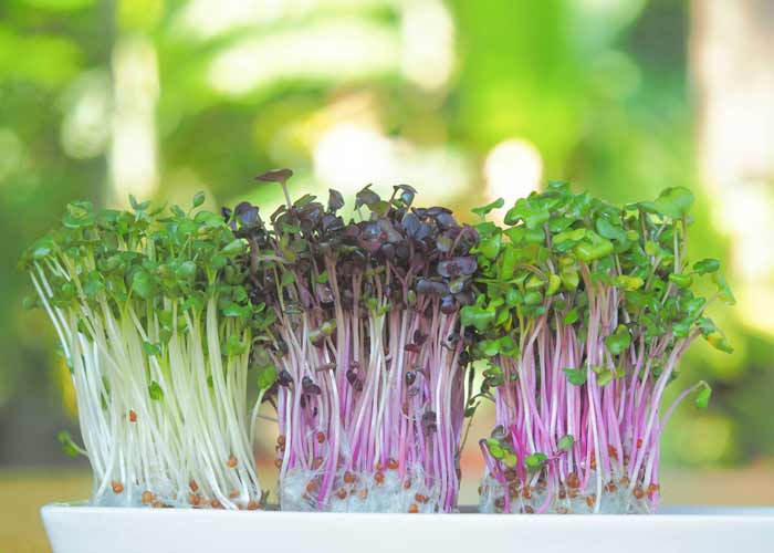 Isla Sementes disponibiliza Microverdes fáceis de plantar