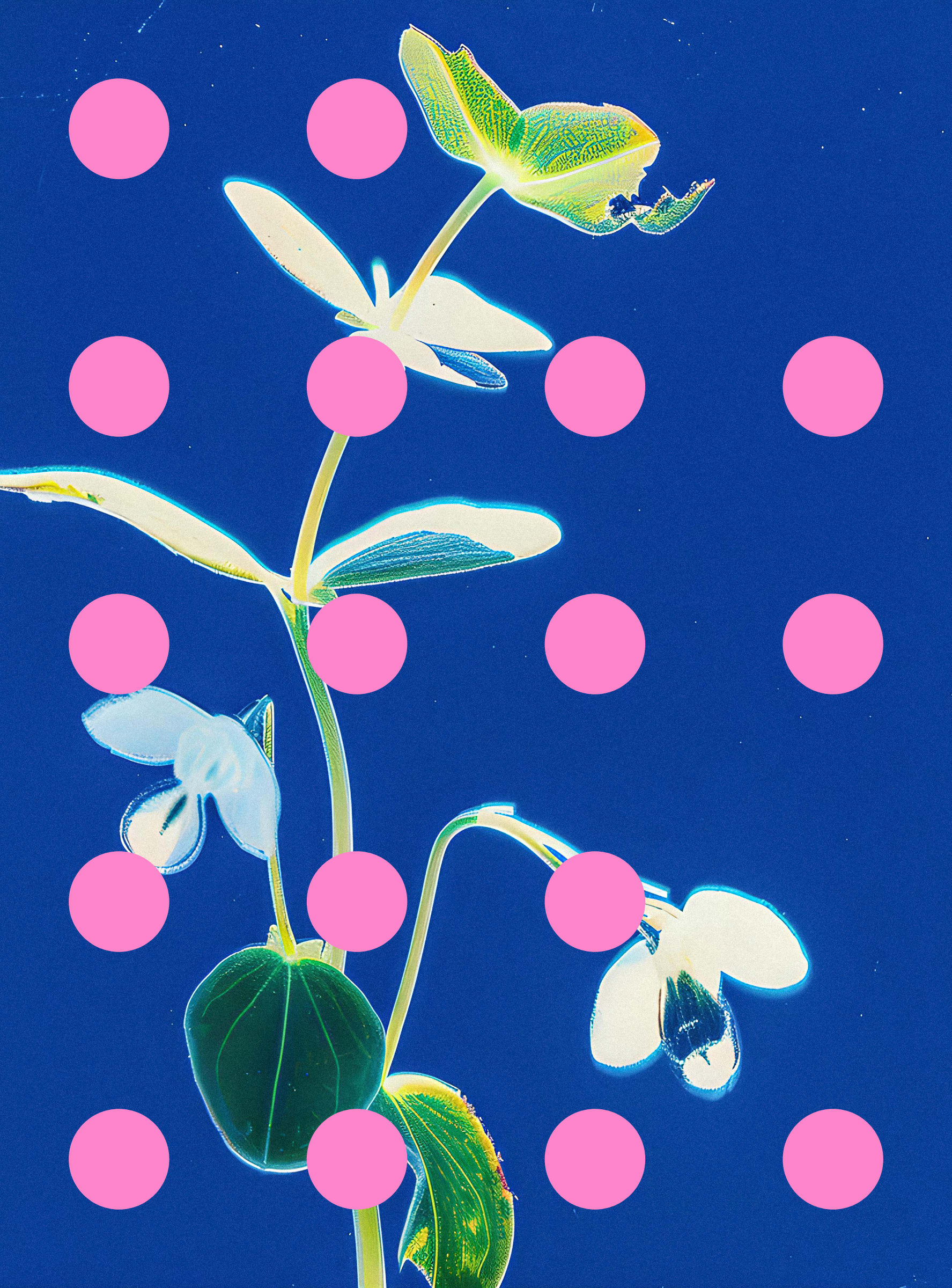 Flore Perdue #29000000