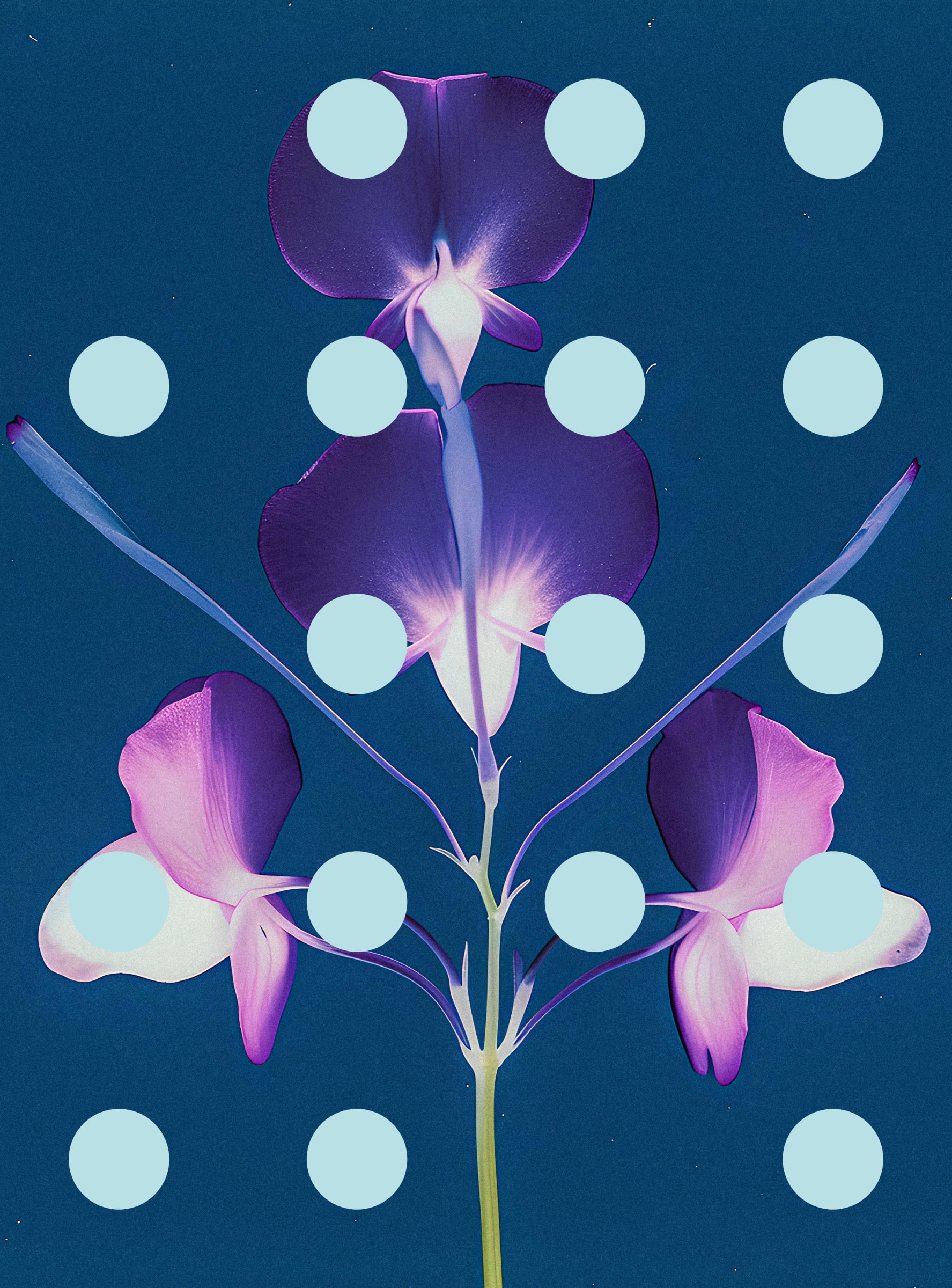 Flore Perdue #29000003