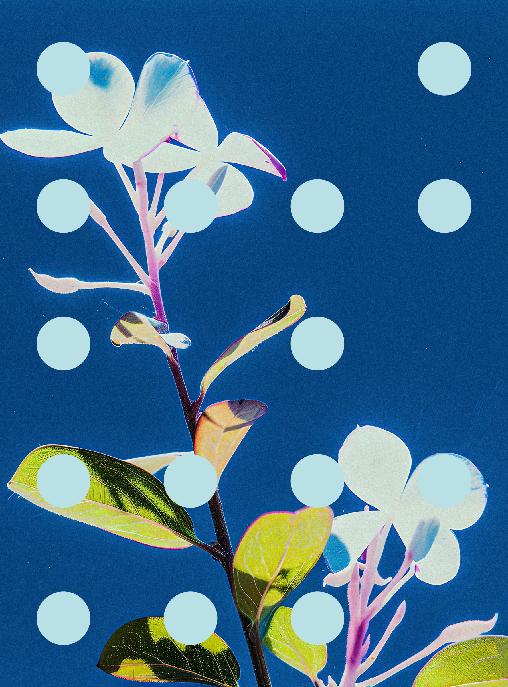 Flore Perdue #29000004