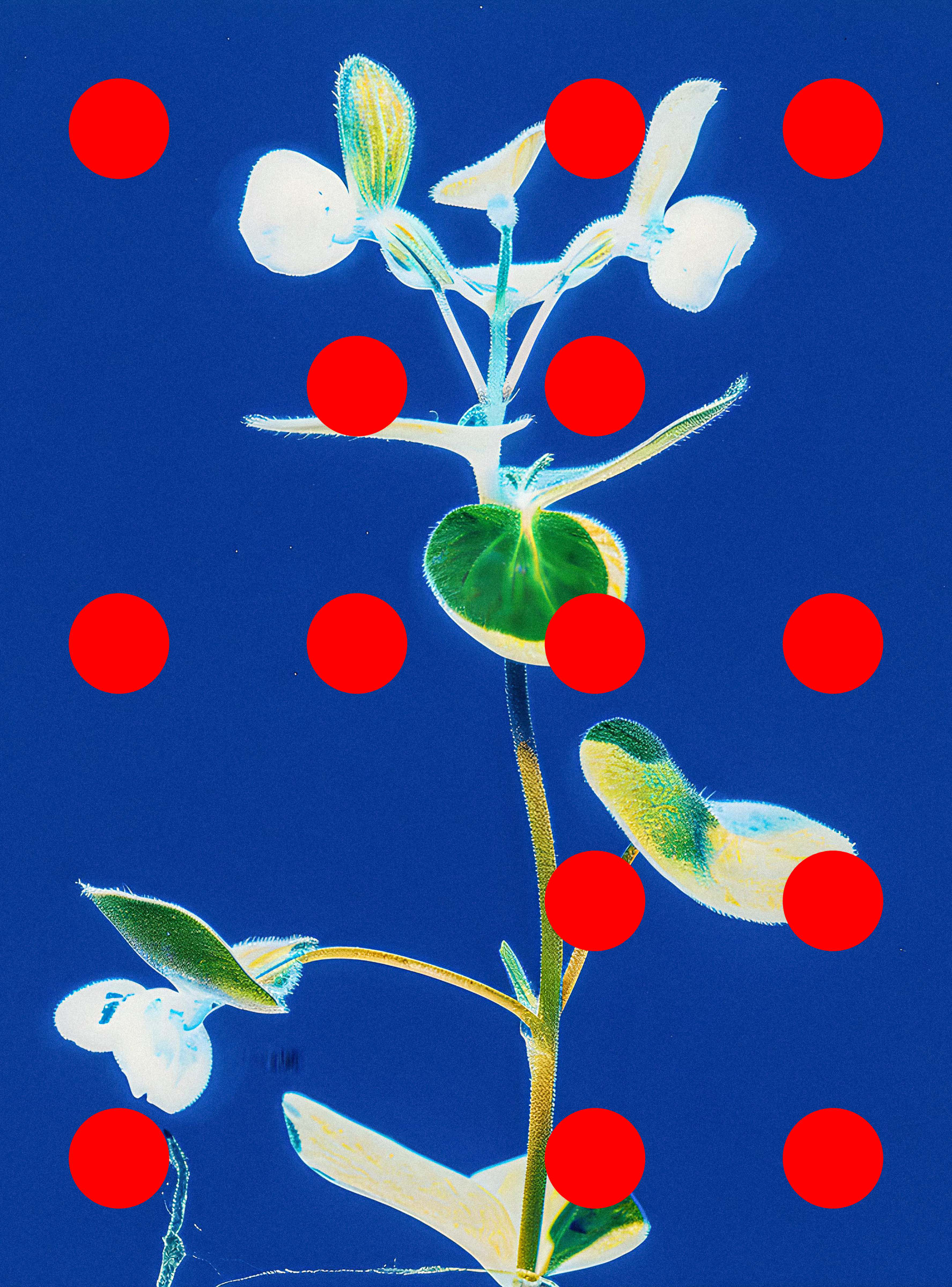 Flore Perdue #29000007