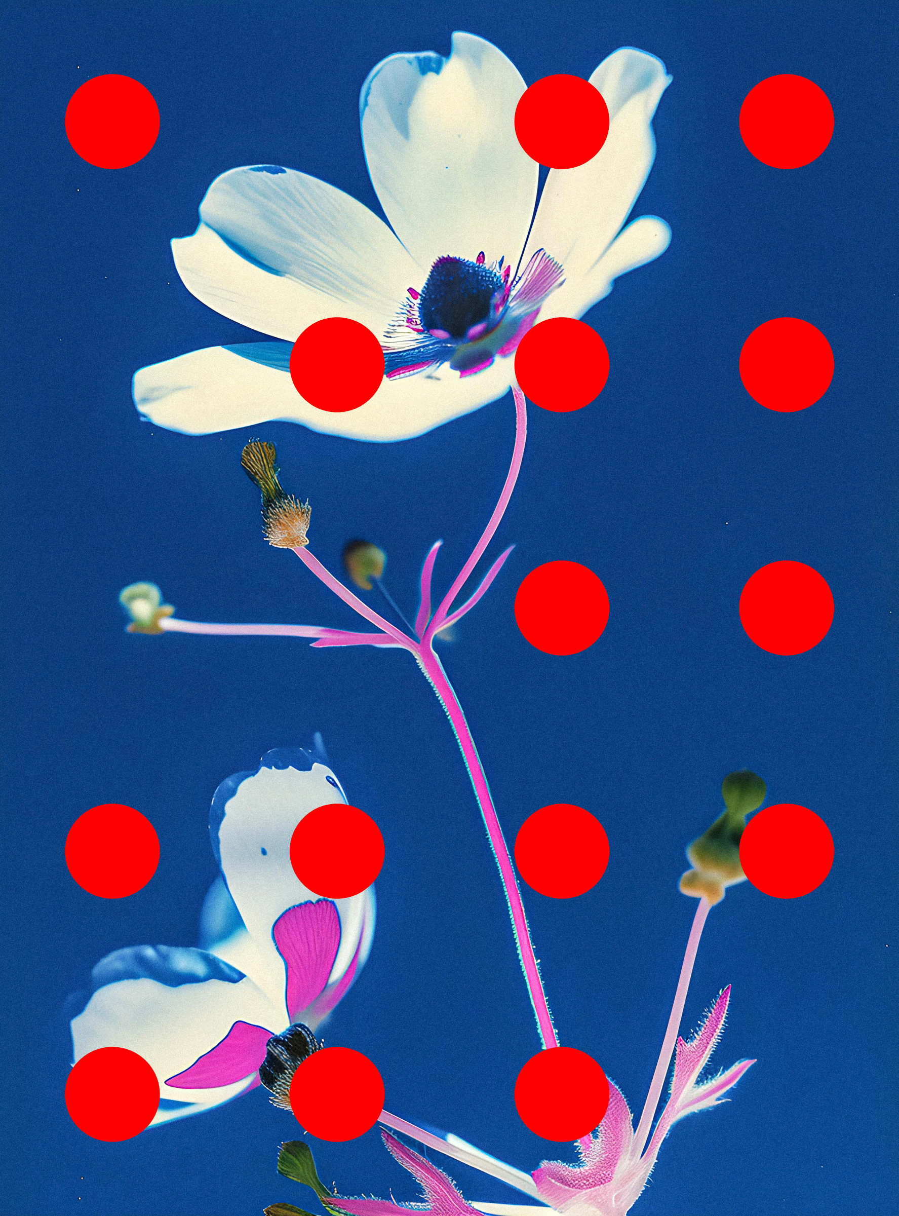 Flore Perdue #29000008